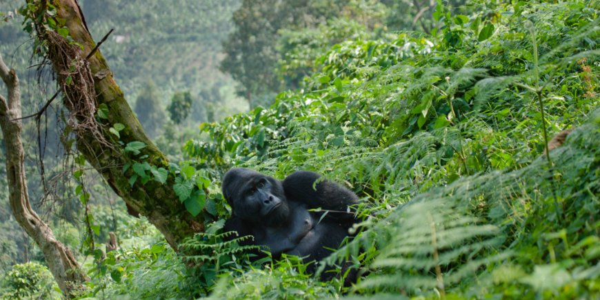 Gorilla in bwindi impenetrable forest national park