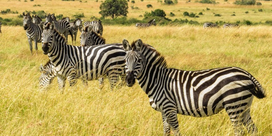Een kudde zebra's in Masai Mara