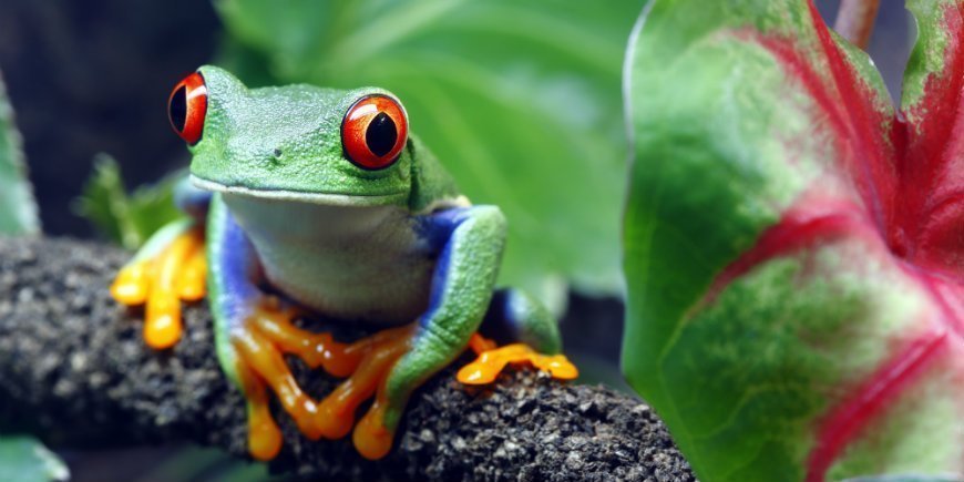 De roodoogmakikikker