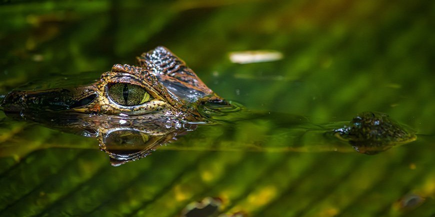Alligator in rivier in Tortuguero Nationaal Park in Costa Rica