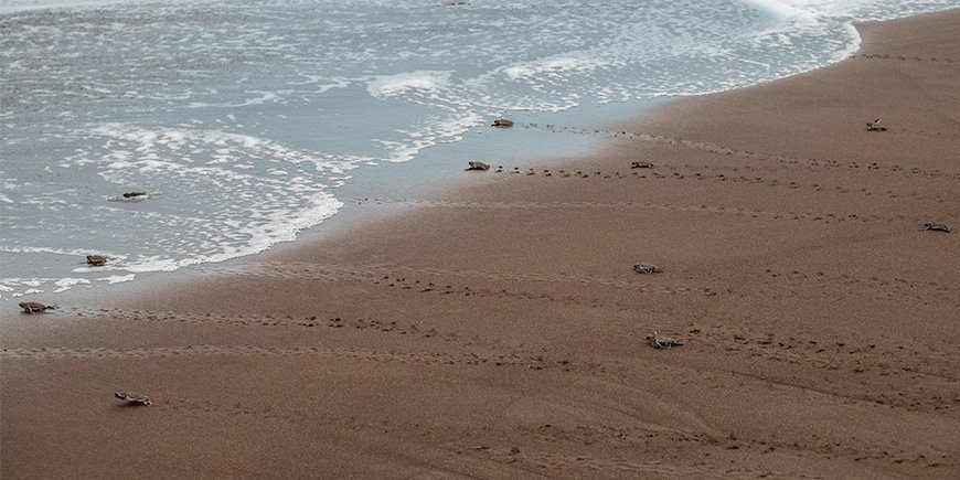 Kleine zeeschildpadden rennen naar de veiligheid in zee