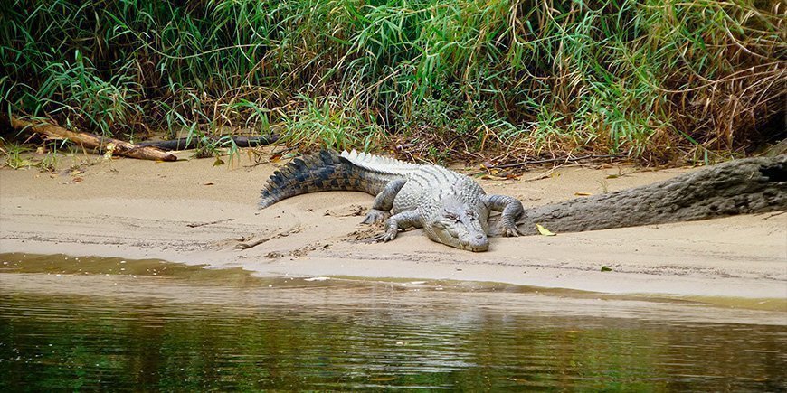 Krokodil op de Daintree River in Noord-Australië