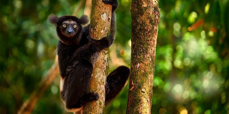 Indri maki in groene omgeving in Madagaskar