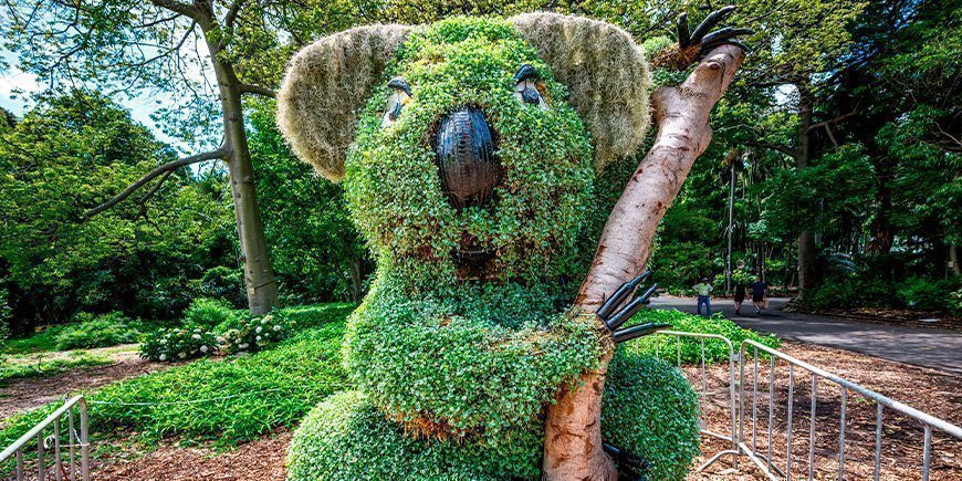 Koala bush in de Royal Botanic Garden in Sydney