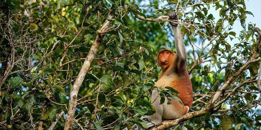 Neusaap in een boom bij de Kinabatangan Rivier in Maleisië