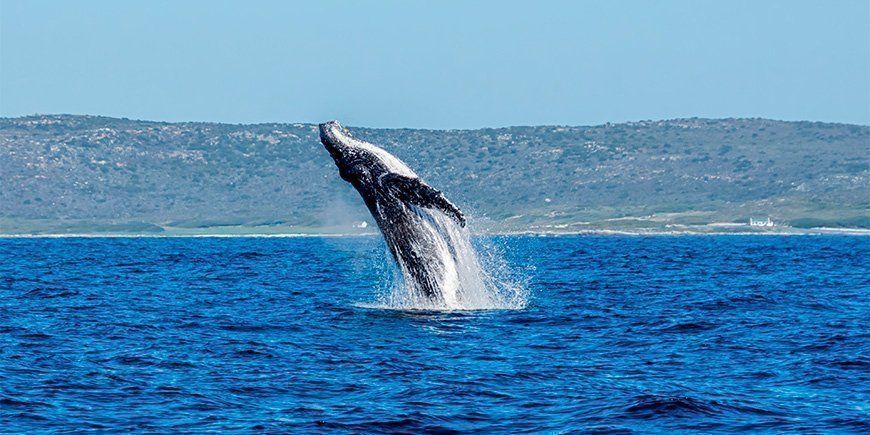 Bultrugwalvis springt uit het water bij Cape Point in Zuid-Afrika