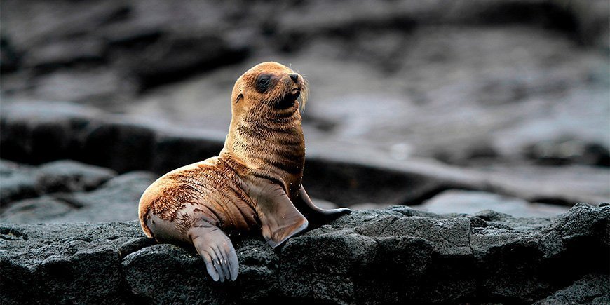 Zeeleeuwenpup op de Galapagos Eilanden: