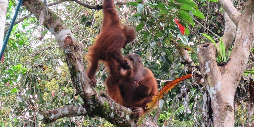 Orang-oetan moeder en kind in Borneo