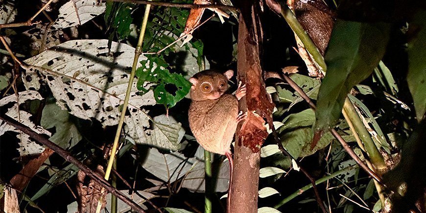 De spookaap kijkt ons aan vanuit het bos