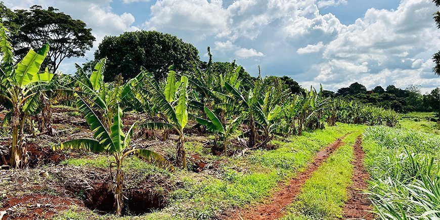 Koffieplantage in Nairobi