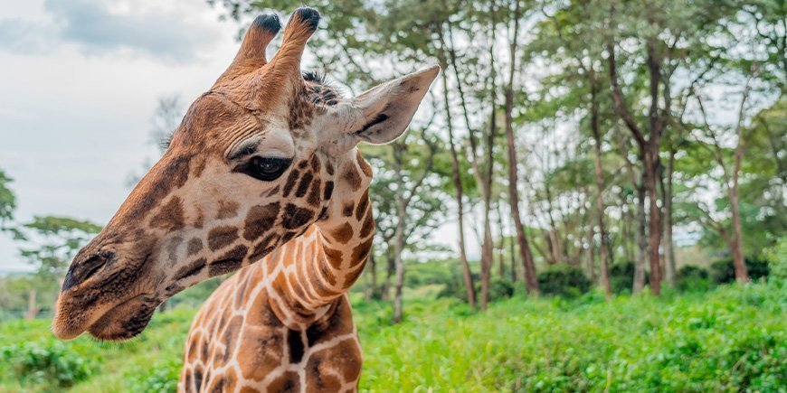 Giraffen in het Giraffe Centre in Nairobi