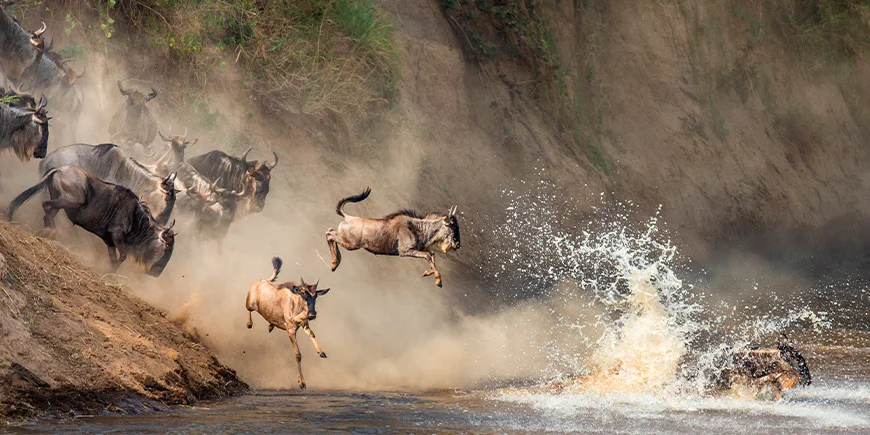 Gnoes springen in de Mara-rivier om aan de andere kant te komen