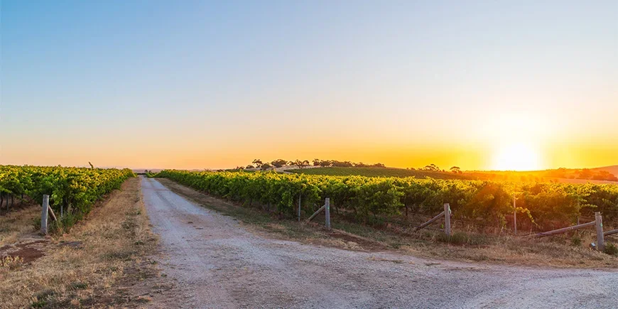 Zonsondergang boven wijngaarden in Barossa Valley, Australië