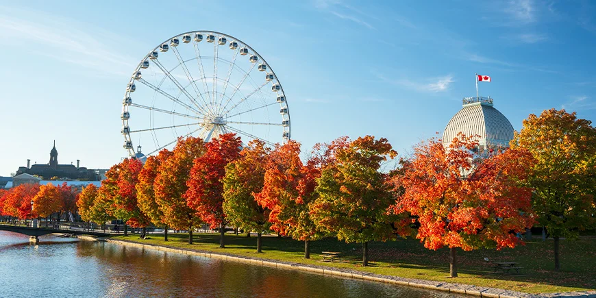 Herfst met gouden bomen in Montreal in Canada