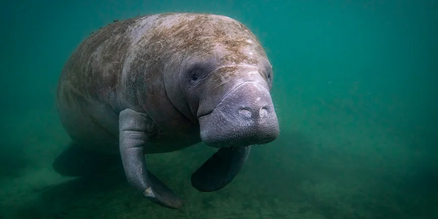 Zeekoe in het water in Florida