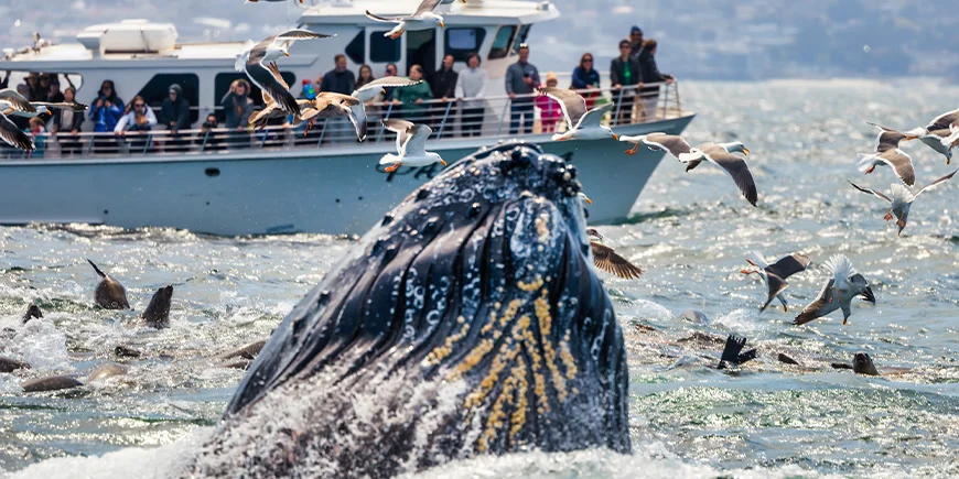 Walvis breekt door het wateroppervlak in Monterey in de VS