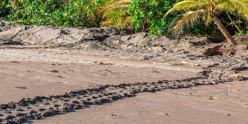 Sporen van zeeschildpad op Tortuguero-strand in Costa Rica