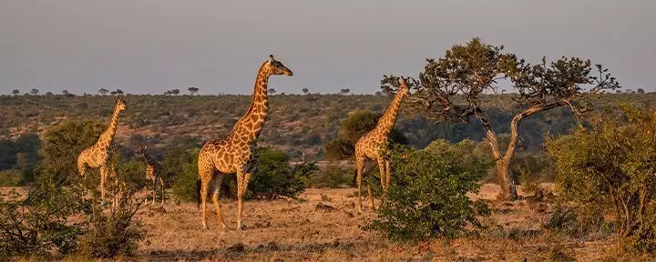 Giraffen in het Kruger National Park in Zuid-Afrika