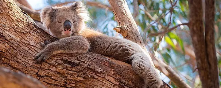 Koala's rusten uit in Australië
