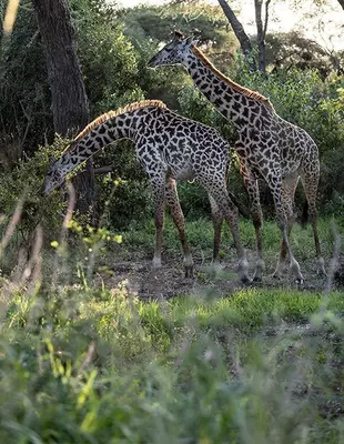 Giraffen in de groene natuur van Tanzania