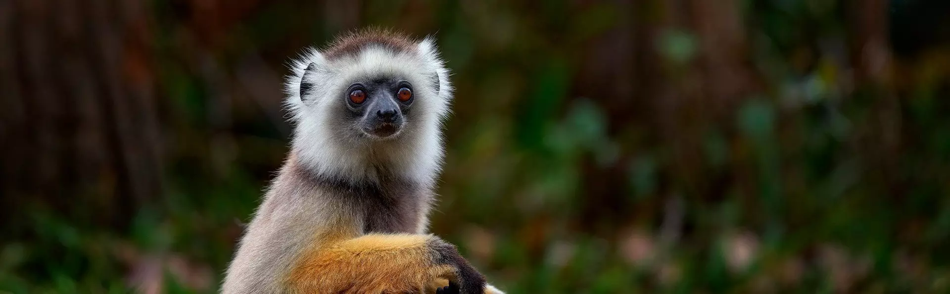 Sifika lemuur in Nationaal Park Andisabe-Mantadia in Madagaskar