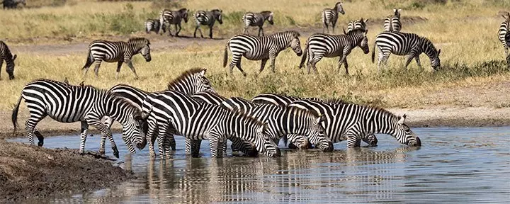 Zebra's drinken bij de rivier in Tarangire National Park, Tanzania
