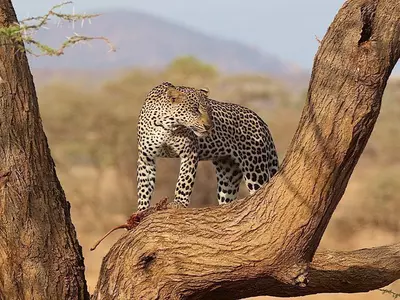 Een luipaard in een boom in Samburu in Kenia