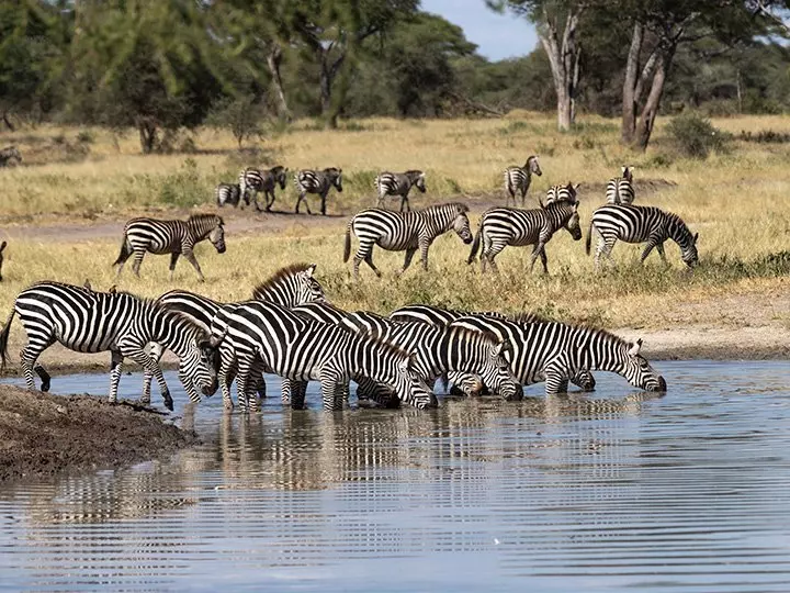 Zebra's drinken bij de rivier in Tarangire National Park, Tanzania