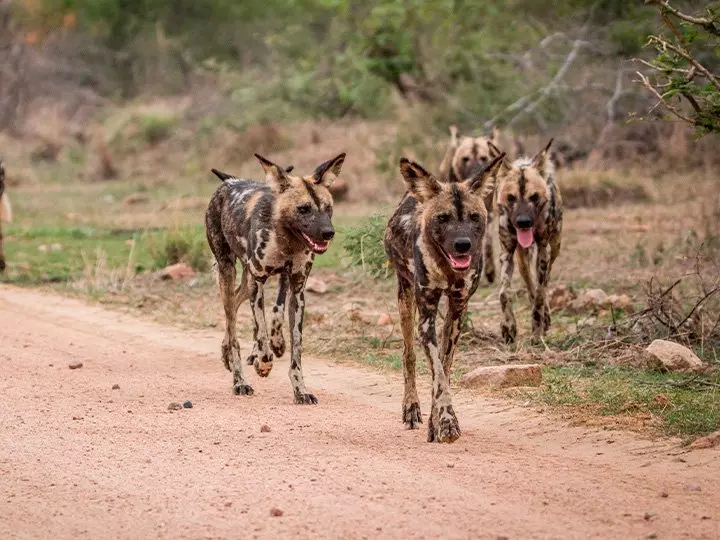 Wilde honden in het Krugerpark