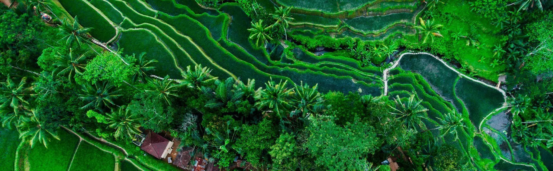 Tegallalang rijstvelden op Bali, Indonesië