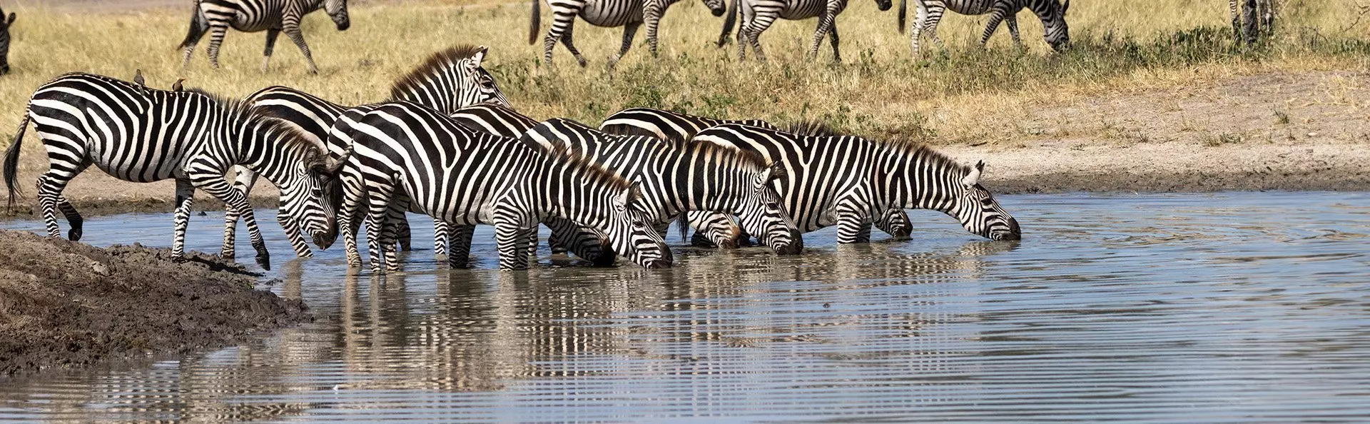 Zebra's drinken bij de rivier in Tarangire National Park, Tanzania