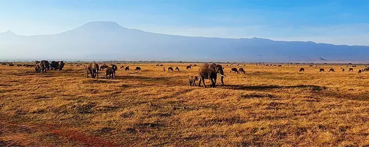 Olifanten op een rij in Amboseli met de Kilimanjaro op de achtergrond