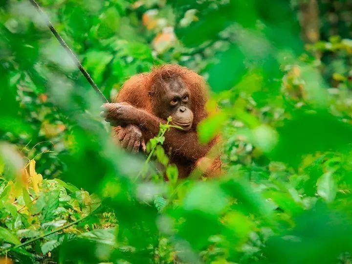Orang-oetan zichtbaar door het struikgewas in het Sepilok Orang-oetan Rehabilitatiecentrum op Borneo, Maleisië