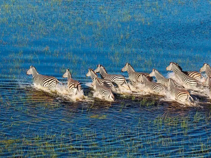 Zebra's in de Okavango Delta in Botswana