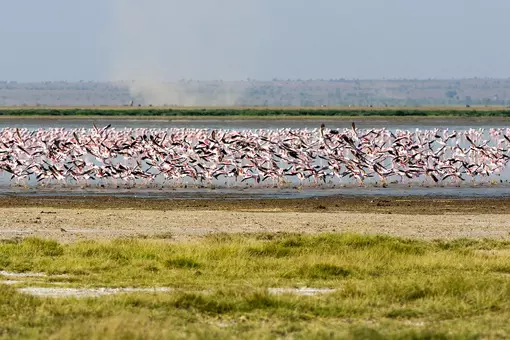 Flamingo’s bij Lake Manyara