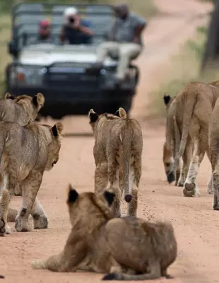 Een safaricar trekt op en een groep leeuwinnen staat met hun rug naar de weg.