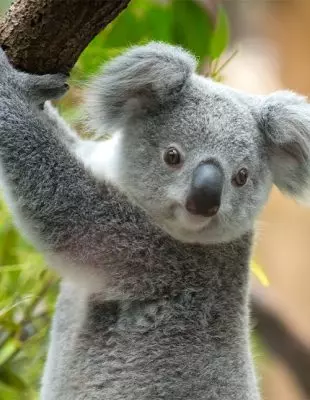 Koalajong in Australië