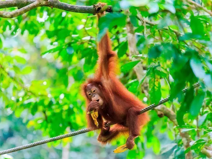 Orang-oetan in de bomen op het eiland Sumatra