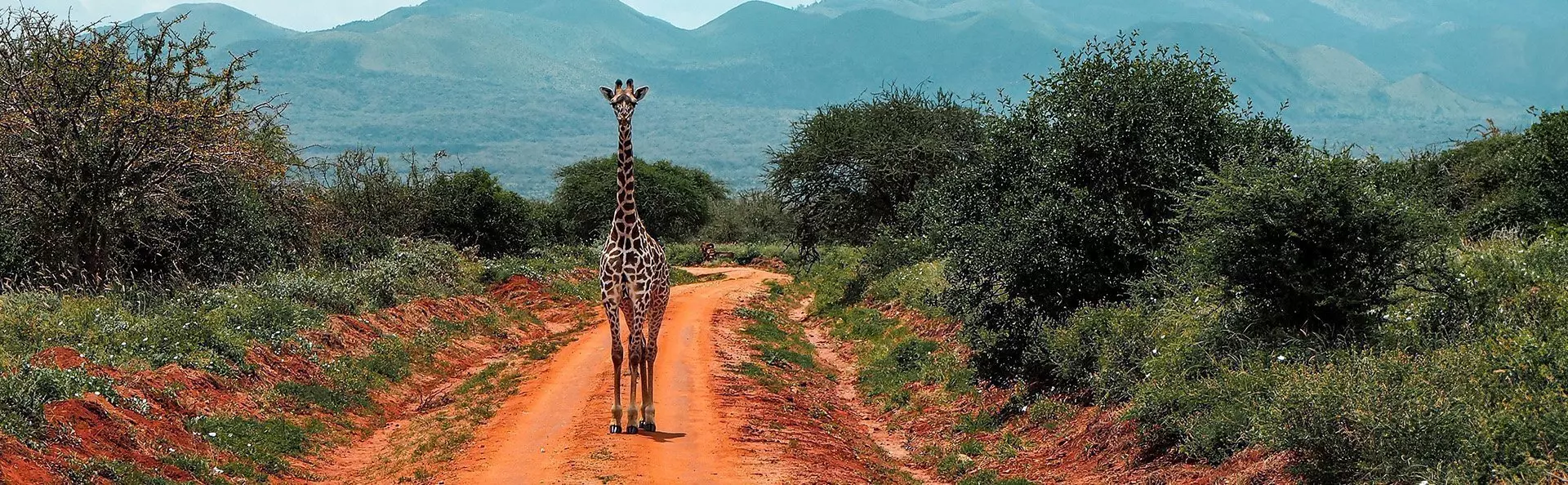 Een eenzame giraffe staat op een zandweg in Tsavo, Kenia