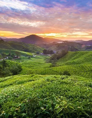 Zonsondergang over plantage in Cameron Highlands, Maleisië