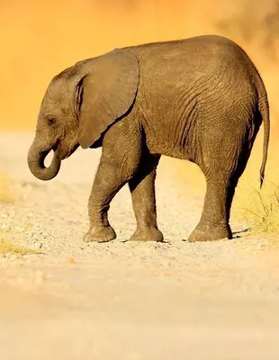 Babyolifanten steken de weg over in nationaal park Chobe