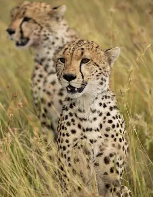 Cheeta op de savanne in Tanzania