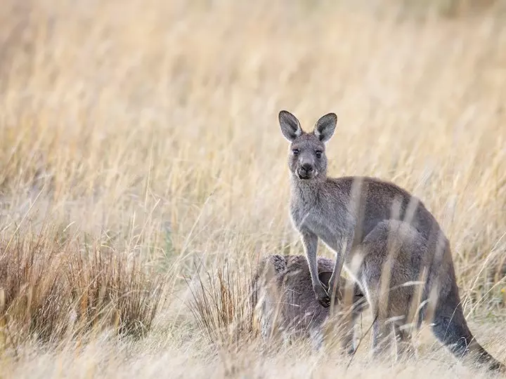 Kangoeroe in het gras in Australië