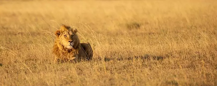 Leeuwen in de Serengeti
