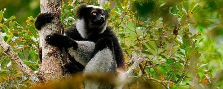Indri lemuur in Nationaal Park Andasibe-Mantadia in Madagaskar