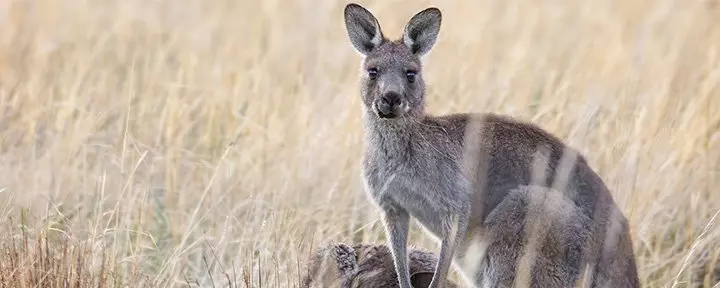Kangoeroe in het gras in Australië