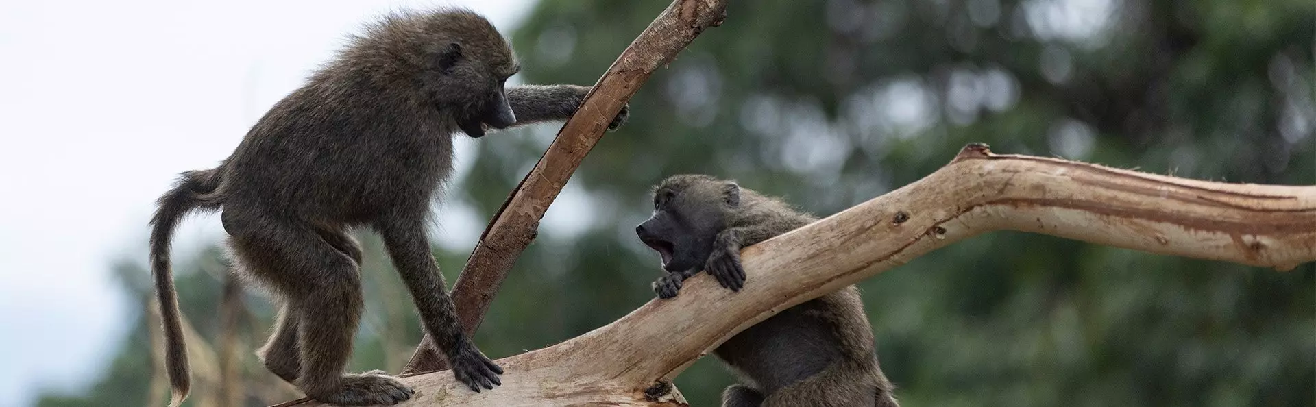 Apen spelen in de boom