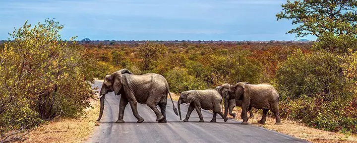 Olifantenfamilie steekt de weg over in het Krugerpark