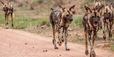 Wilde honden in het Krugerpark