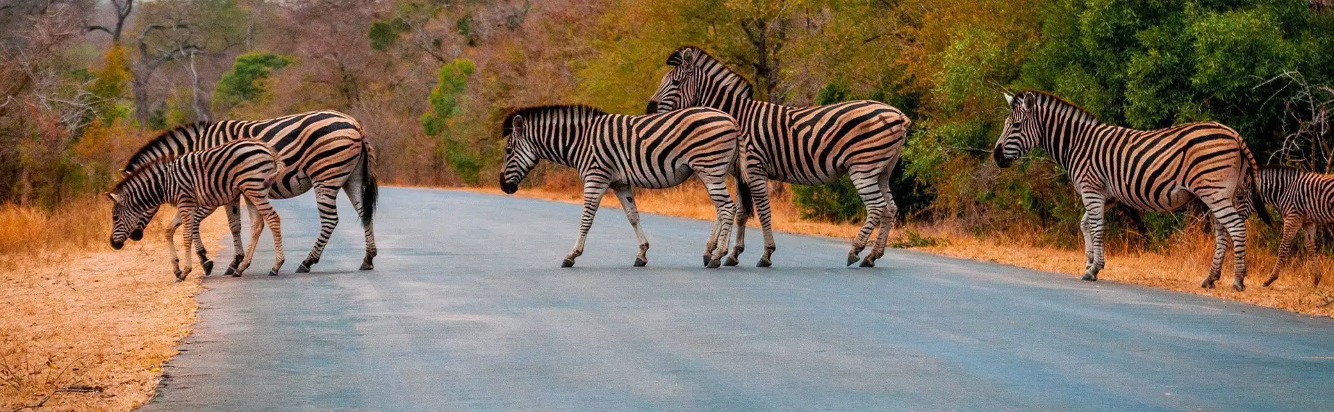 Zebra’s steken de weg over in het Krugerpark